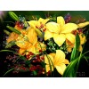 Flower Diamond Painting Kit Flower-87
