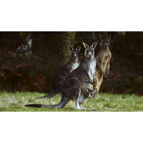 Kangaroo Mom Diamond Painting Kit