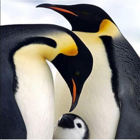 Family Of Penguins Diamond Painting Kit