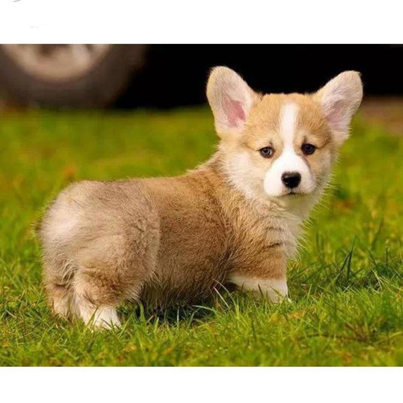Corgi Dog Diamond Pa...