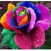Rainbow Rose Diamond Painting Kit