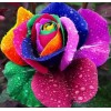 Rainbow Rose Diamond Painting Kit