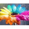 Rainbow Flowers Diamond Painting Kit Rainbow Flowers-6
