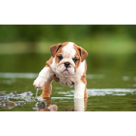 Puppies Bulldog Lover Diamond Painting Kit