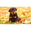 Rottweiler Puppy Lover Diamond Painting Kit