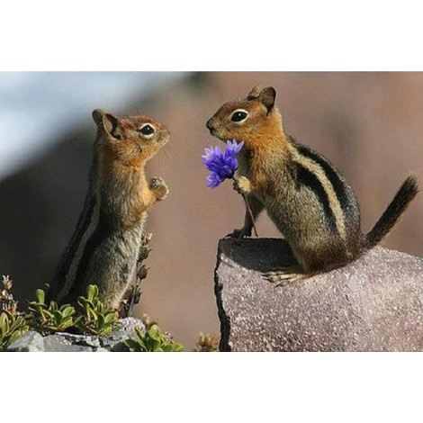 Chipmunk Love Diamond Painting Kit