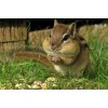 Chipmunk Eat Diamond Painting Kit