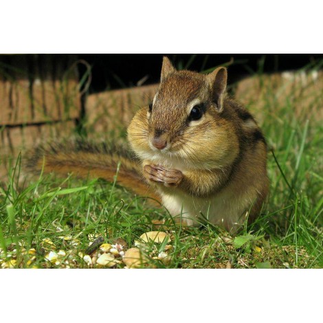 Chipmunk Eat Diamond Painting Kit