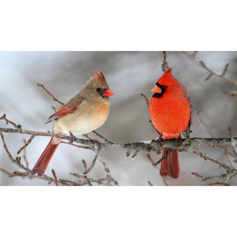 Cardinal Pair Diamon...