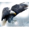 Bald Eagle Diamond Painting Kit