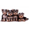 Yorkshire Terrier Belgisch Diamond Painting Kit