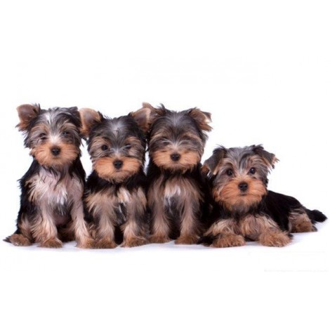 Yorkshire Terrier Belgisch Diamond Painting Kit