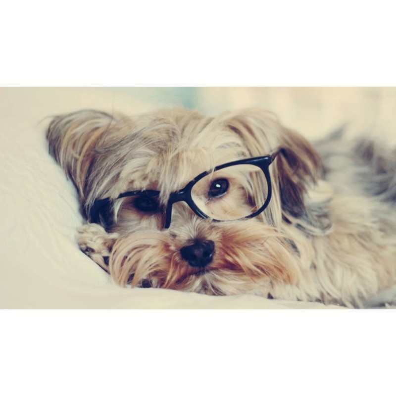 Yorkie Study Diamond...