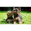 Yorkie Playing Diamond Painting Kit
