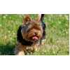 Yorkie Funny Diamond Painting Kit