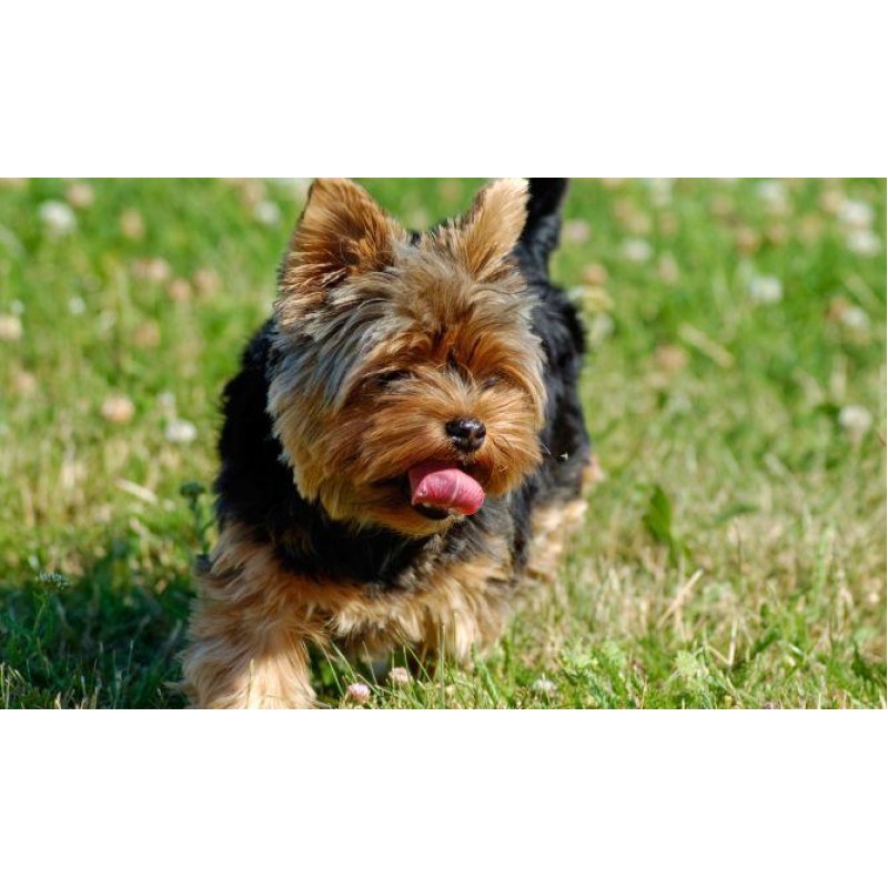 Yorkie Funny Diamond...