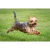 Yorkie Fly Diamond Painting Kit