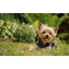 Yorkie Cute Diamond Painting Kit