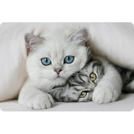 5d Cat Diamond Painting Kit Premium-91