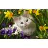 5d Cat Diamond Painting Kit Premium-83