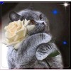 5d Cat Diamond Painting Kit Premium-18