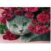 5d Cat Diamond Painting Kit Premium-17